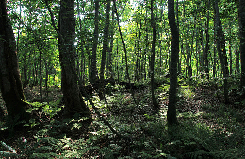 赤石五葉松の実生仕立て