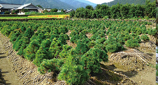 盆栽産地 土居町