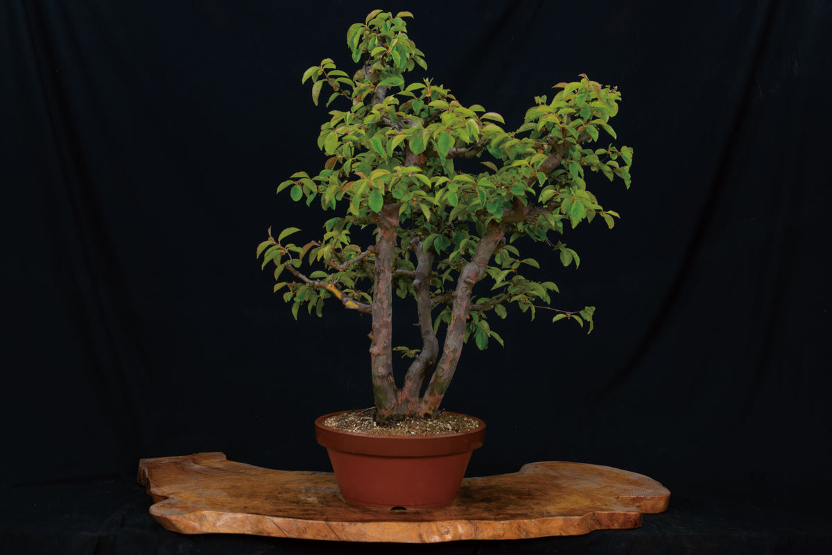 【カリン】 レンタル盆栽 R-063