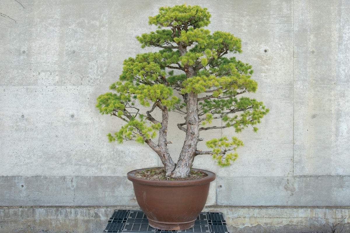 【赤石五葉松】 レンタル盆栽 R-064