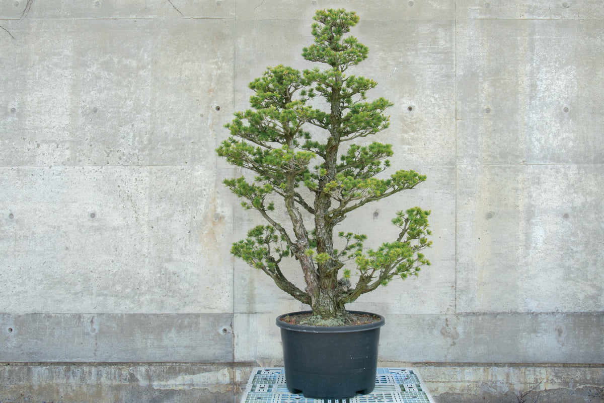 【赤石五葉松】 レンタル盆栽 R-065