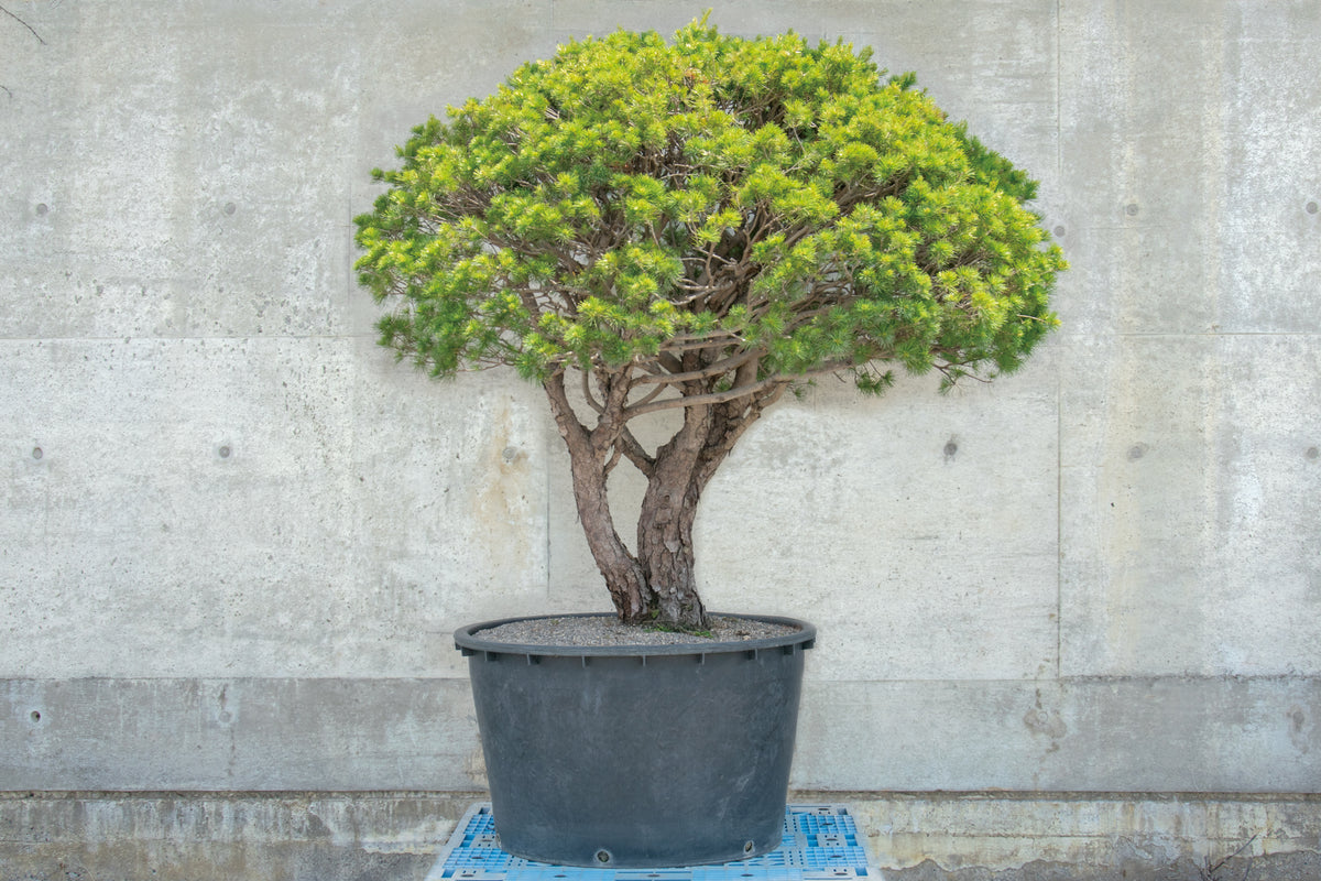 【赤石五葉松】 レンタル盆栽 R-066