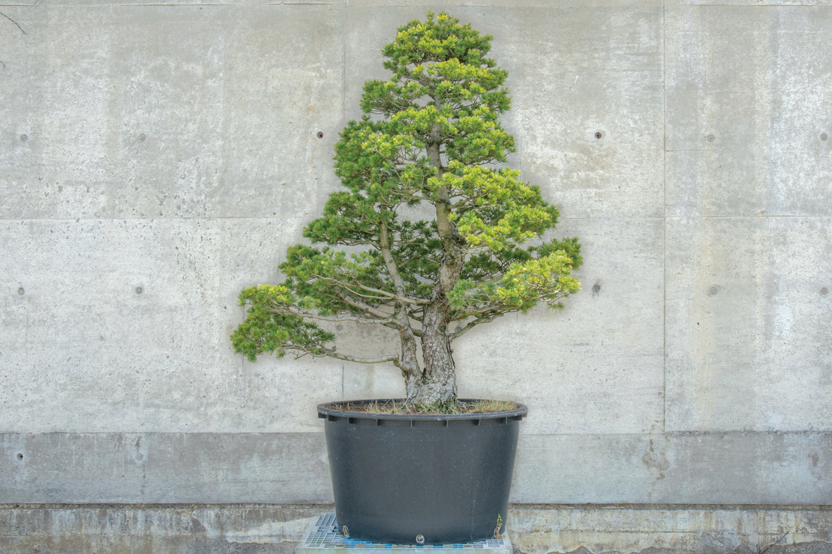 【赤石五葉松】 レンタル盆栽 R-067