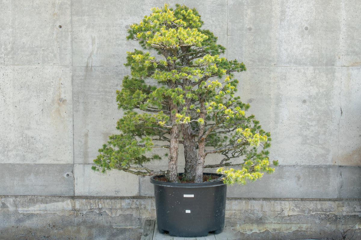 【赤石五葉松】 レンタル盆栽 R-070