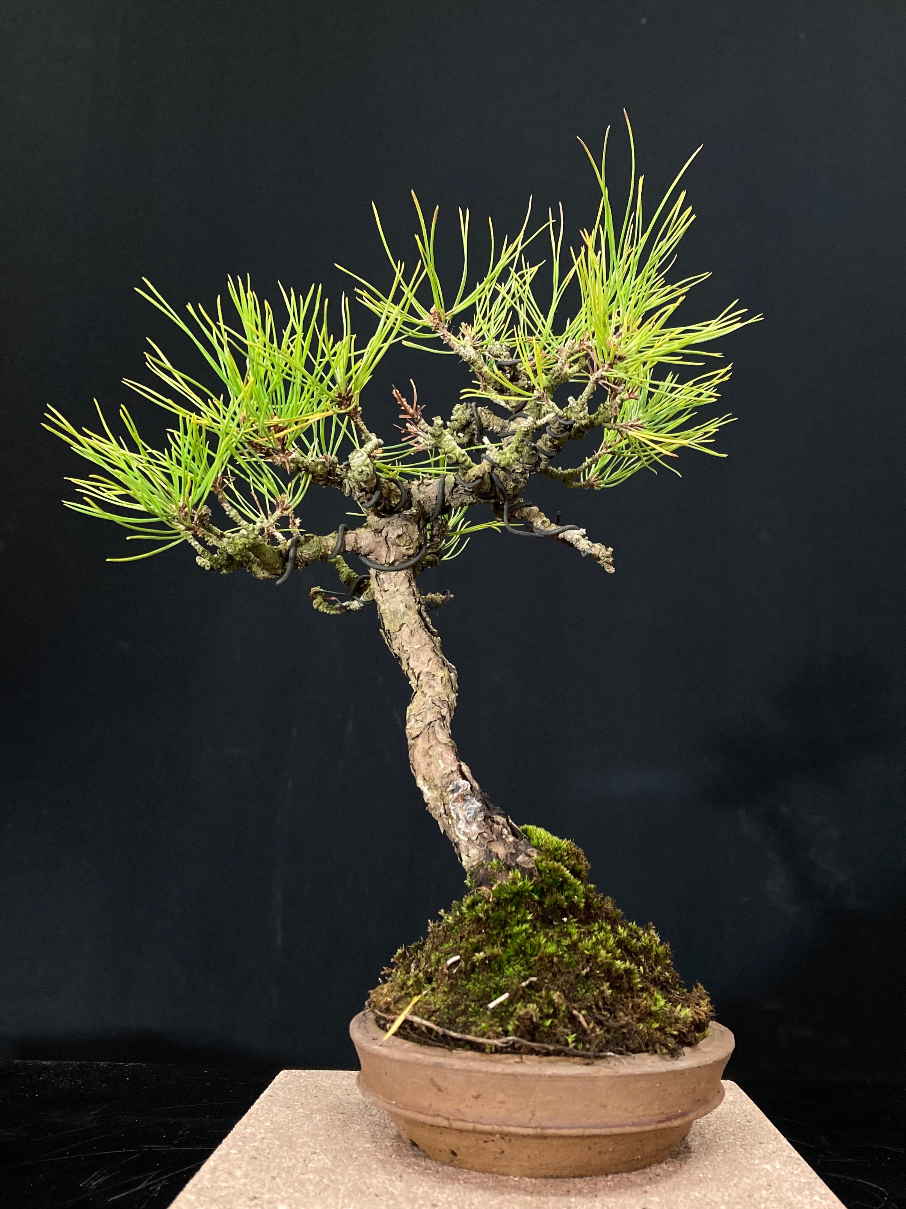 赤松 ミニサイズ②