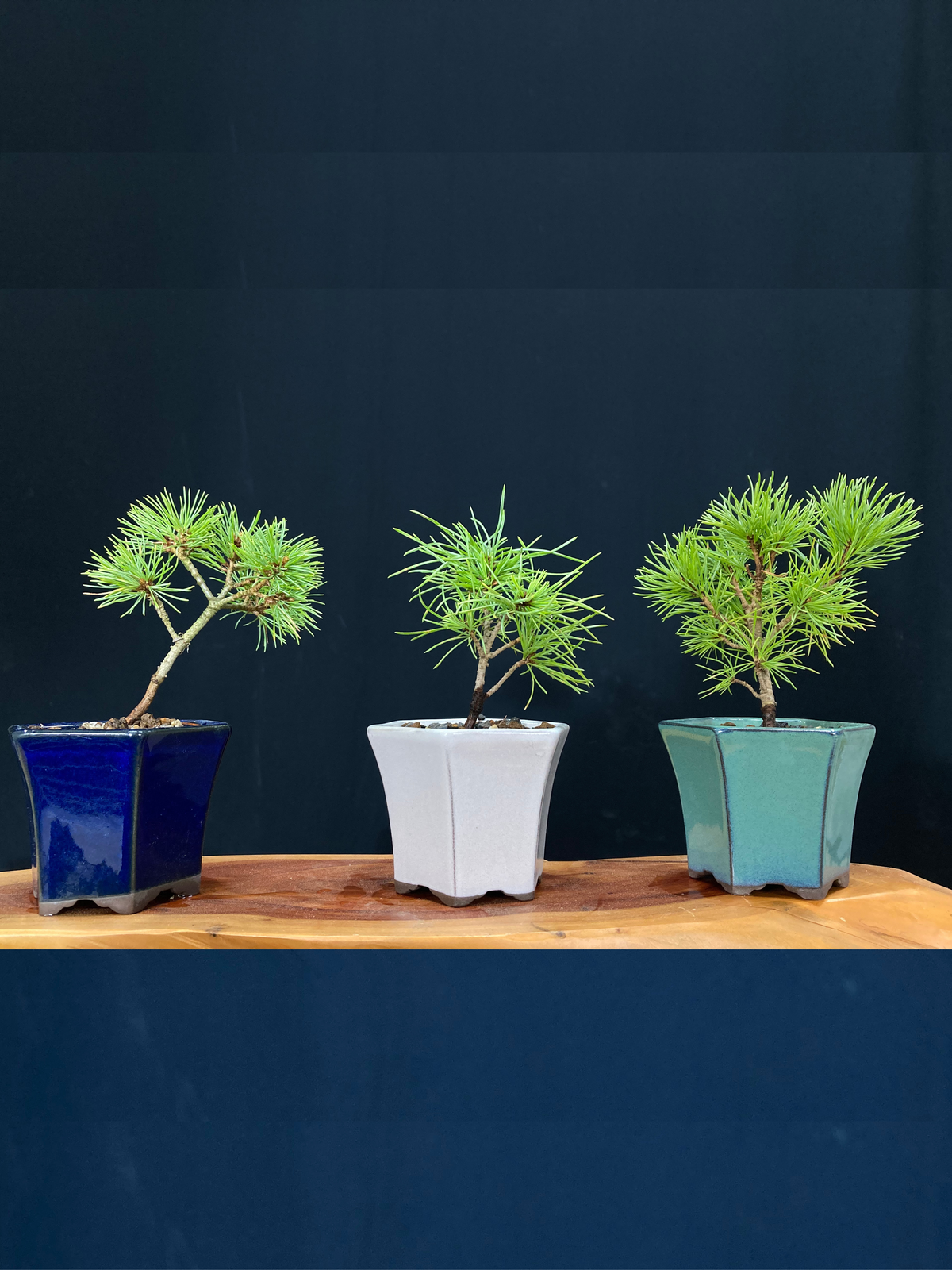 赤石五葉松 ミニ盆栽