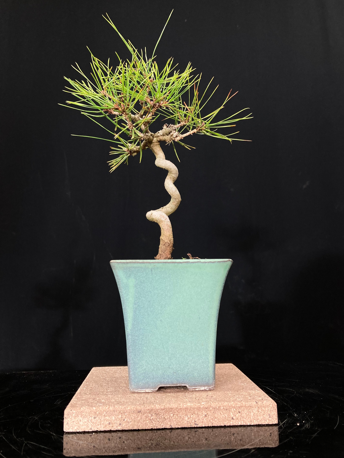 赤松 ミニサイズ①