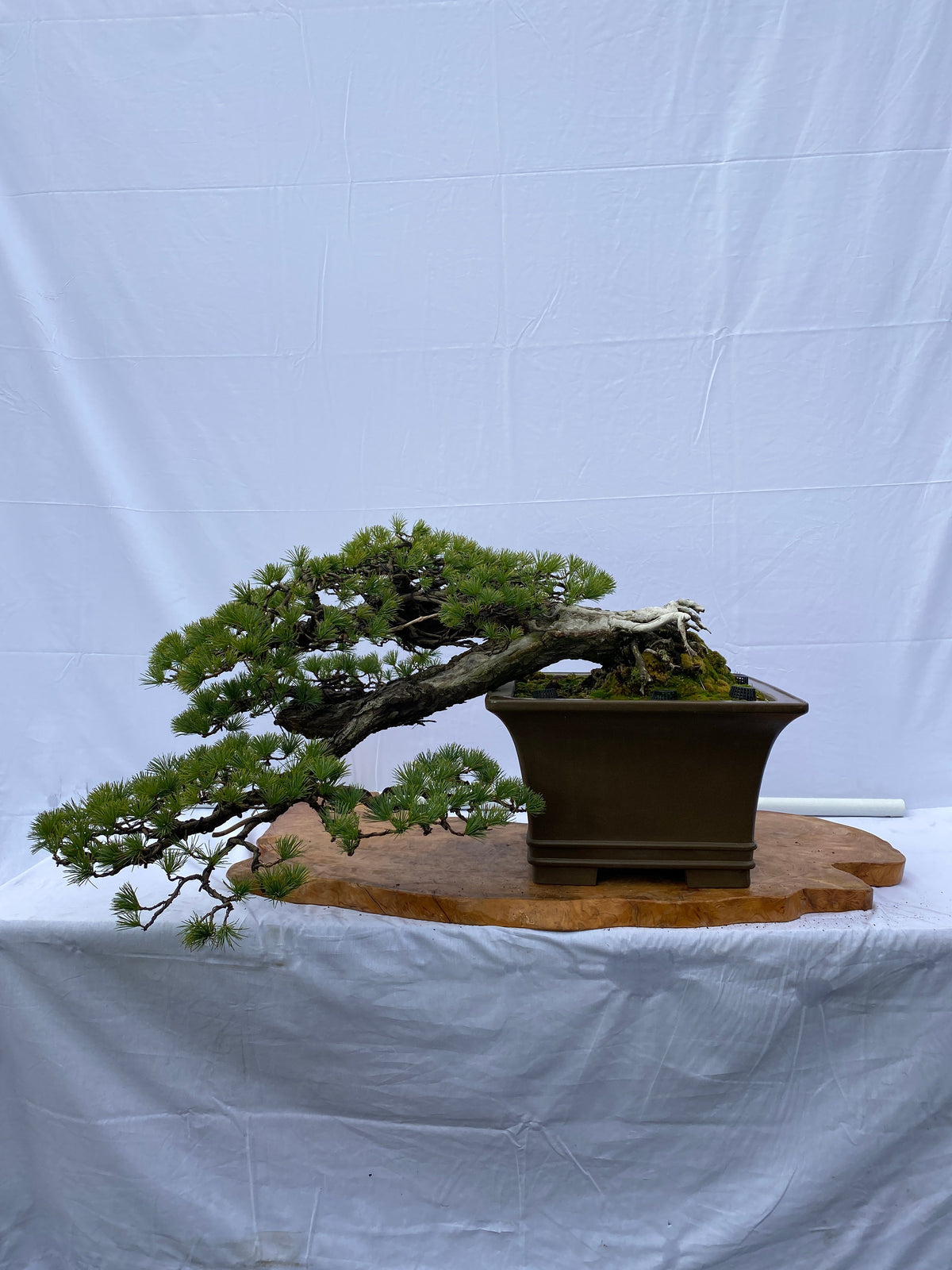 Akaishi Goyomatsu A001