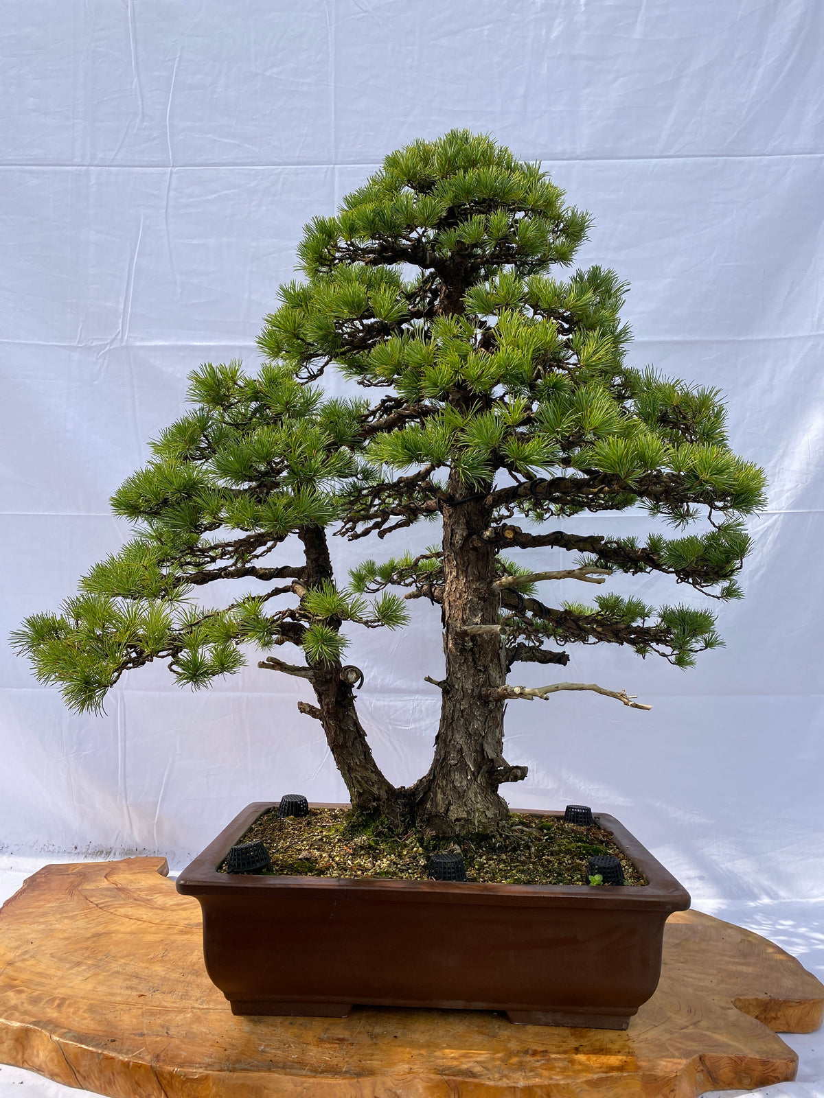 Akaishi Goyomatsu A002 *Domestic shipping only (Japan)