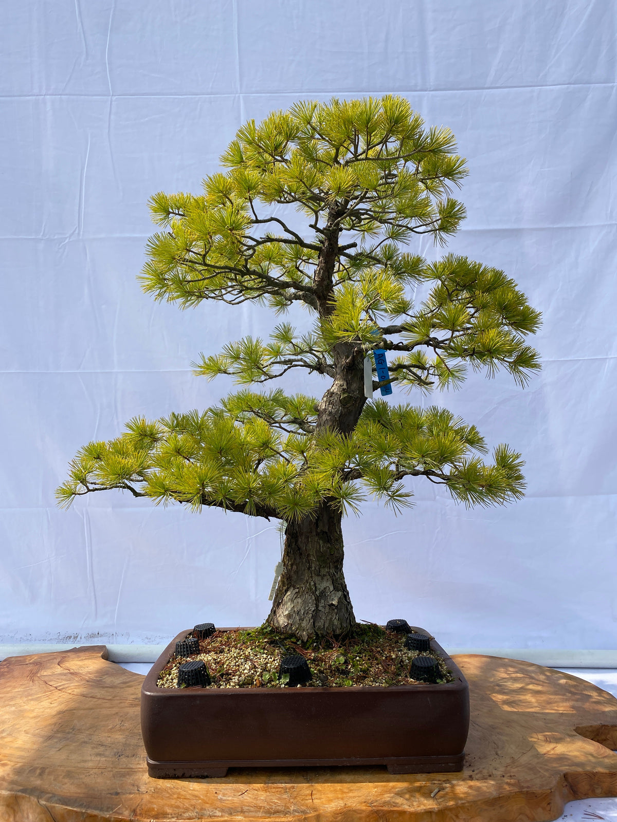 Akaishi Goyomatsu A006 *Please read the description