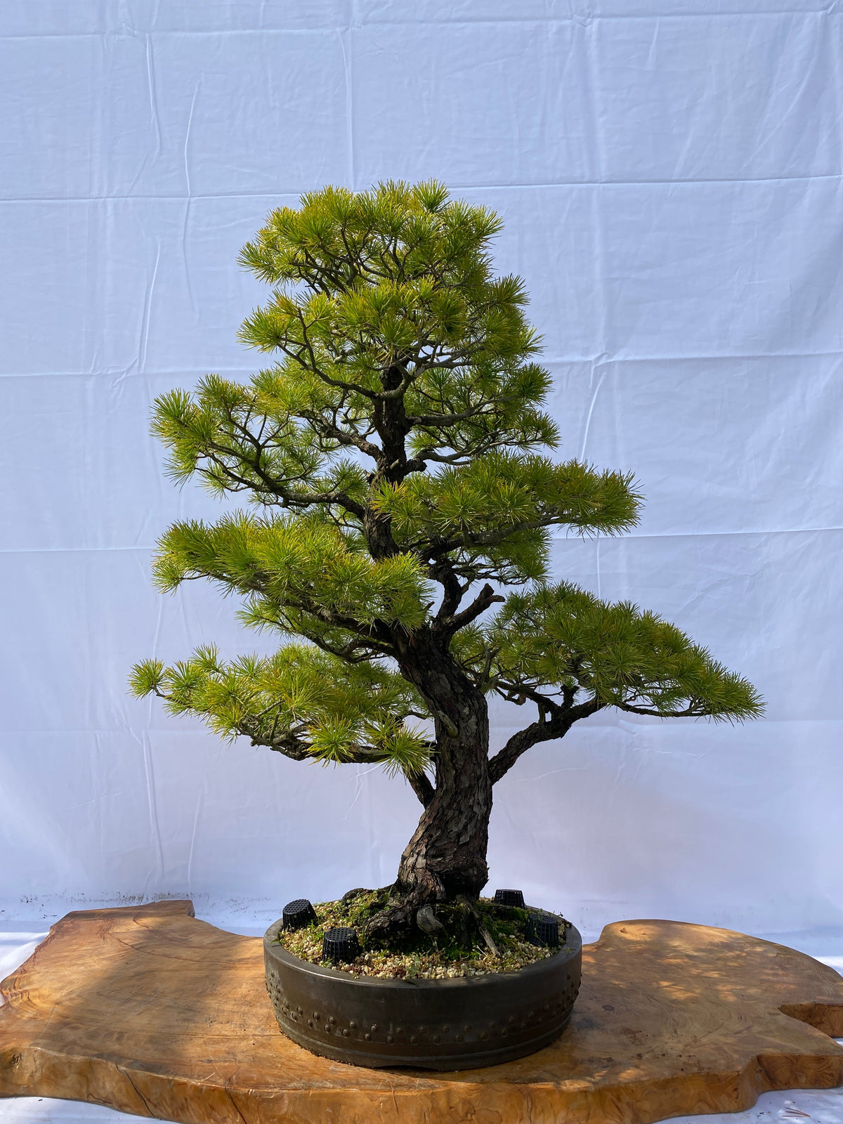 Akaishi Goyomatsu A007 *Domestic shipping only (Japan)