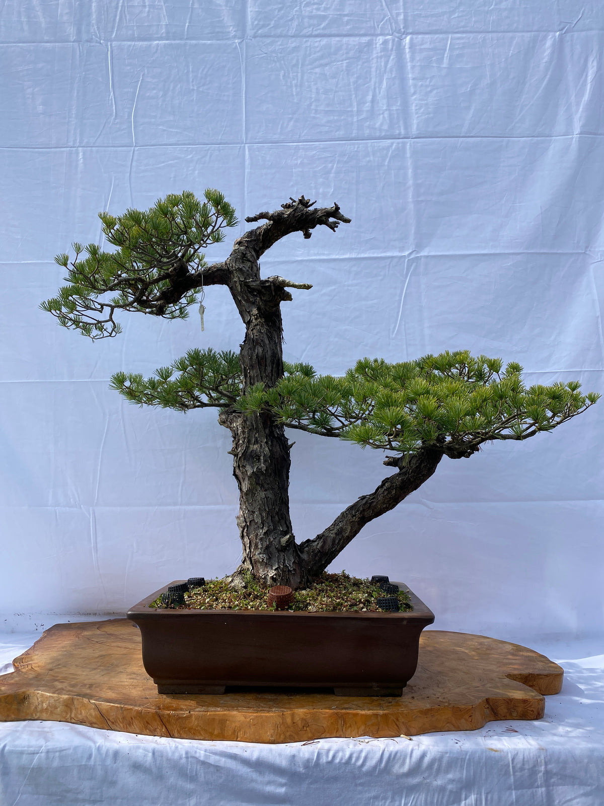 Akaishi Goyomatsu A008 *Domestic shipping only (Japan)