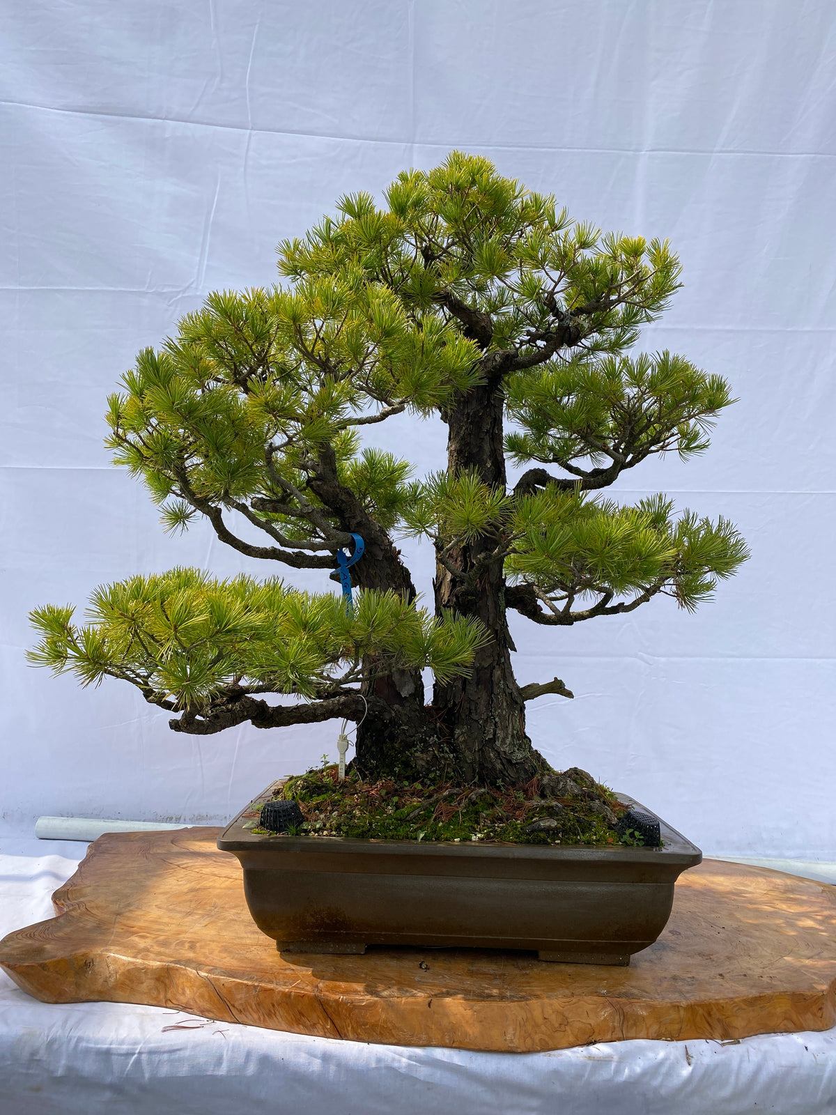 Akaishi Goyomatsu A010 *Please read the description