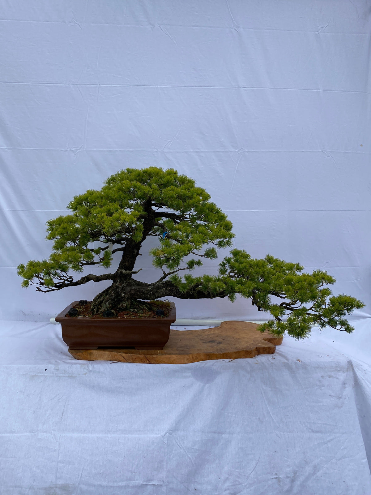 Akaishi Goyomatsu A011 *Please read the description