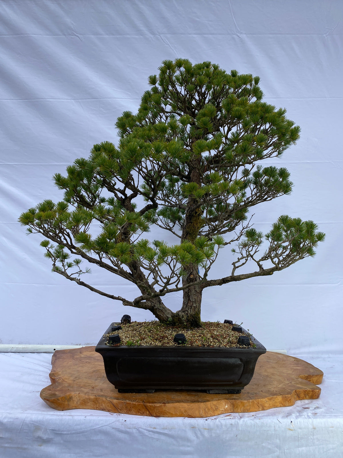 Akaishi Goyomatsu A013 *Domestic delivery only (Japan)