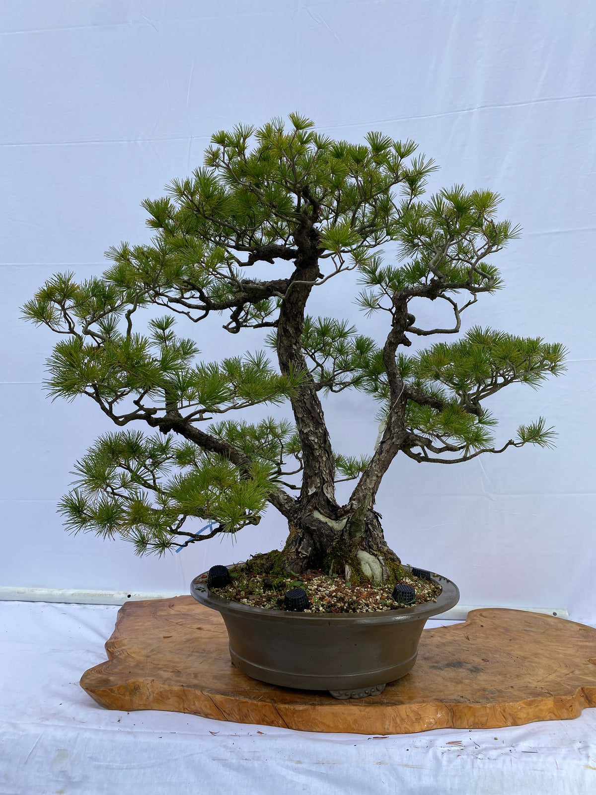 Akaishi Goyomatsu A014 *Domestic delivery only (Japan)