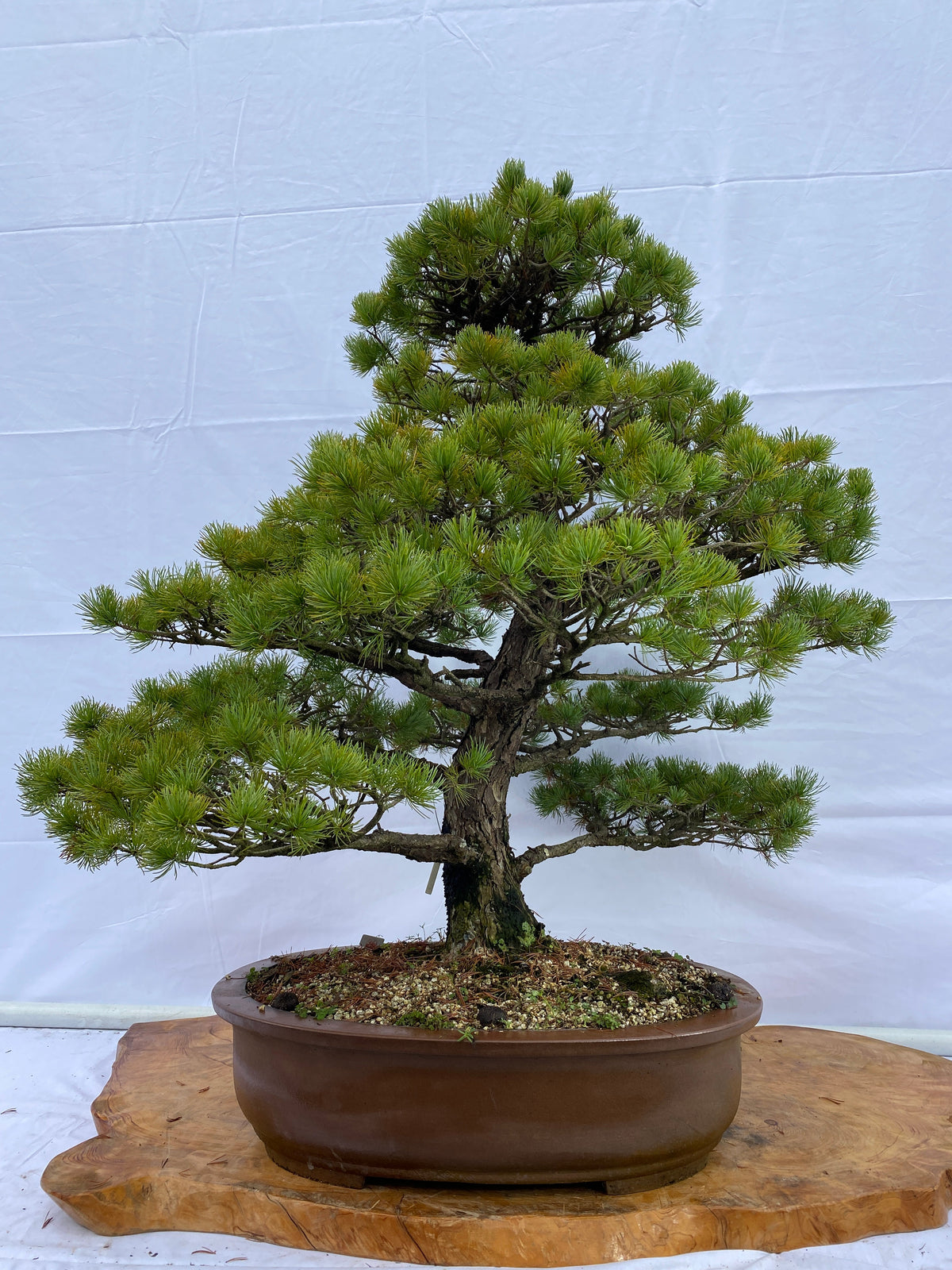 Akaishi Goyomatsu A017 *Domestic shipping only (Japan)