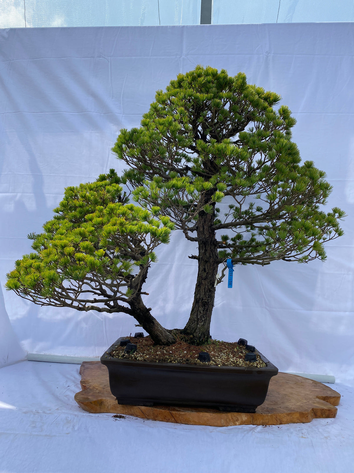 Akaishi Goyomatsu A021 *Please read the description