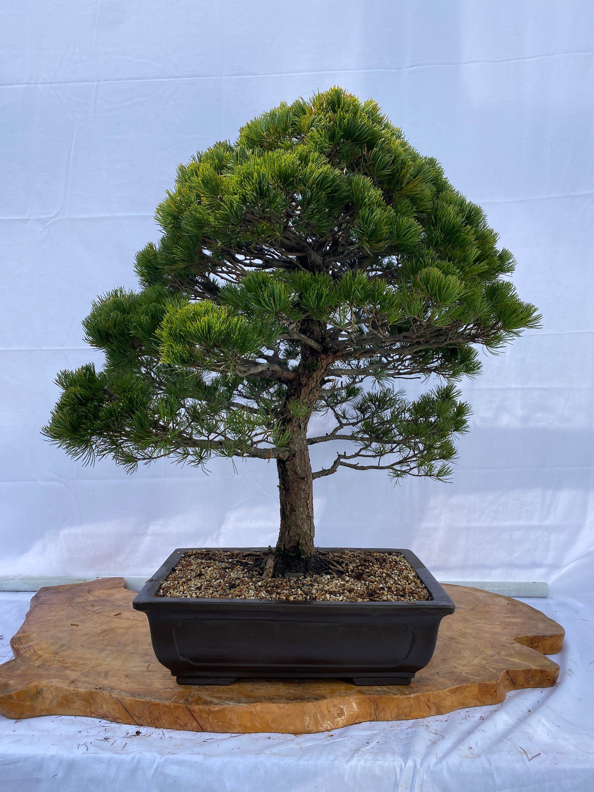 Akaishi Goyomatsu A023 *Domestic shipping only (Japan)