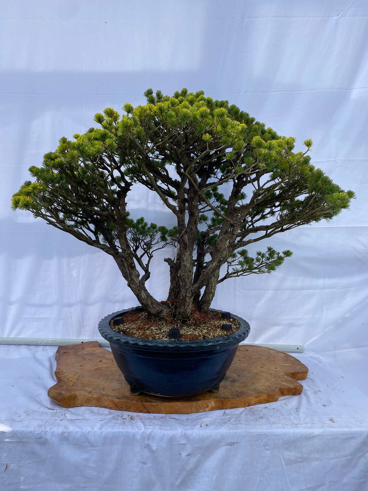 Akaishi Goyomatsu A024 *Domestic shipping only (Japan)