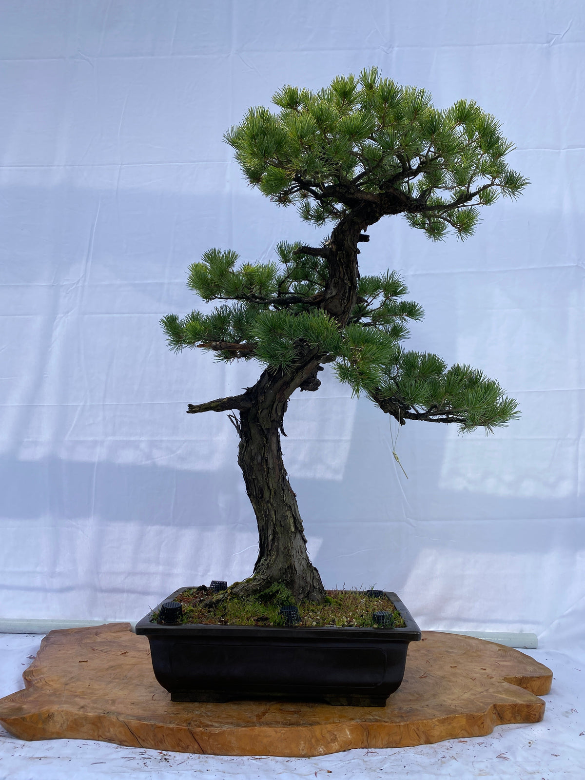 Akaishi Goyomatsu A025 *Domestic shipping only (Japan)