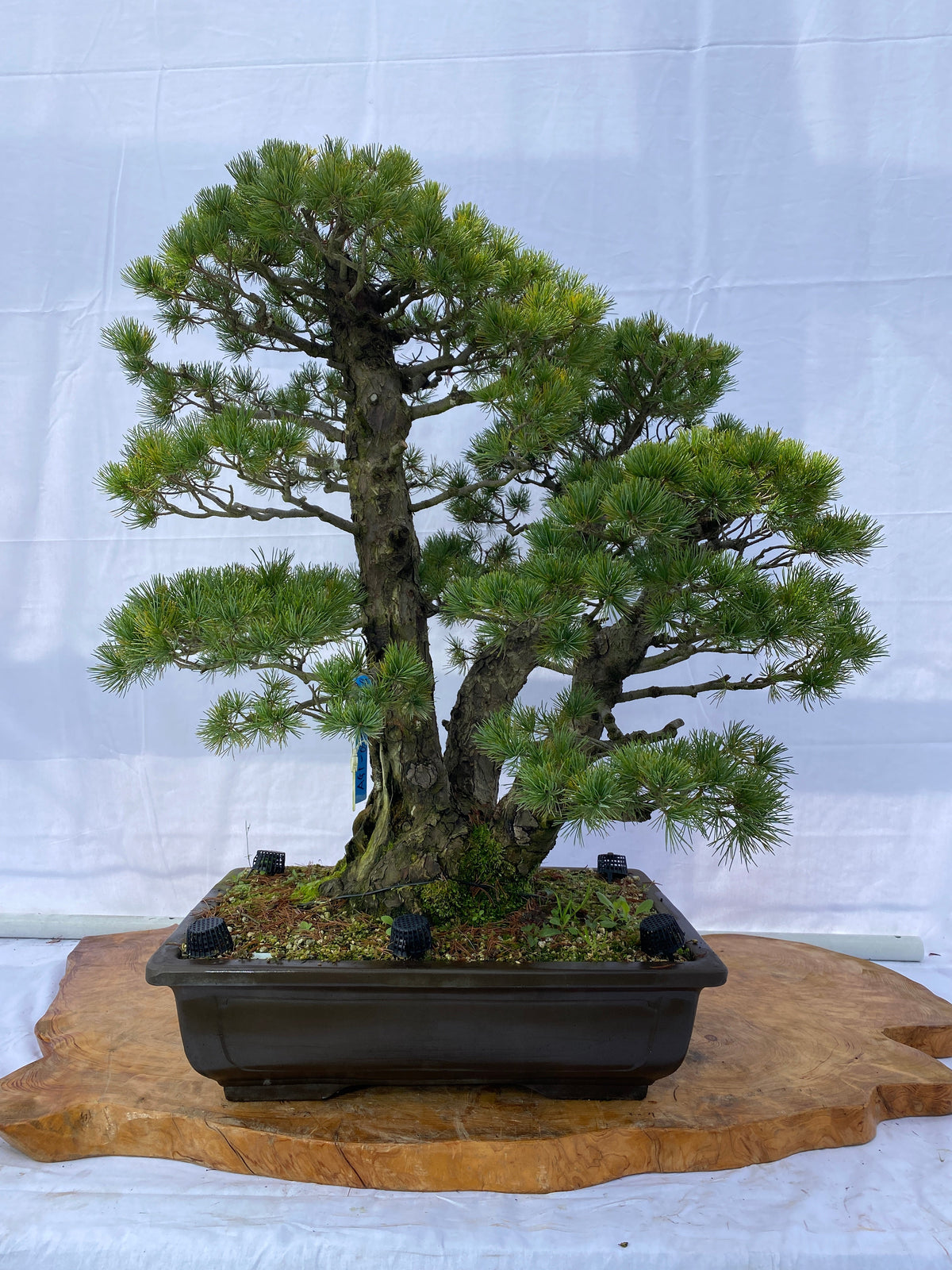 Akaishi Goyomatsu A026 *Please read the description