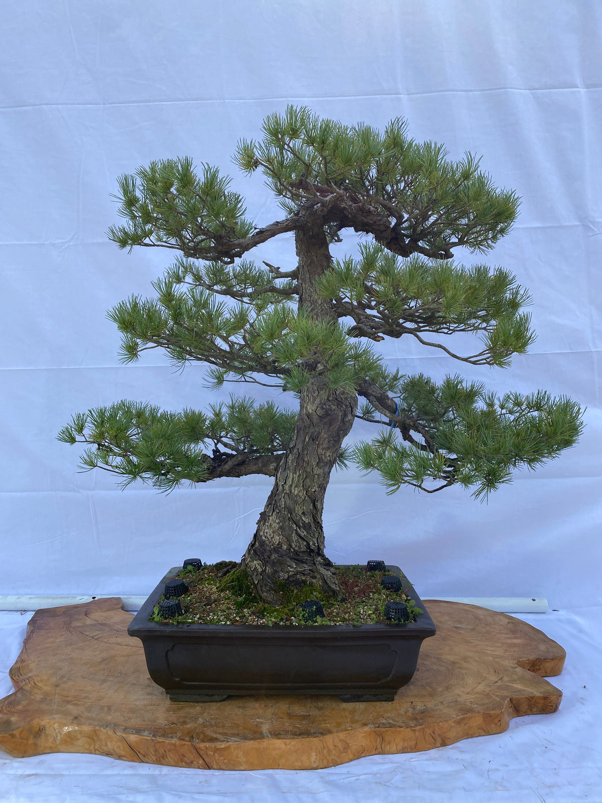 Akaishi Goyomatsu A028 *Domestic shipping only (Japan)