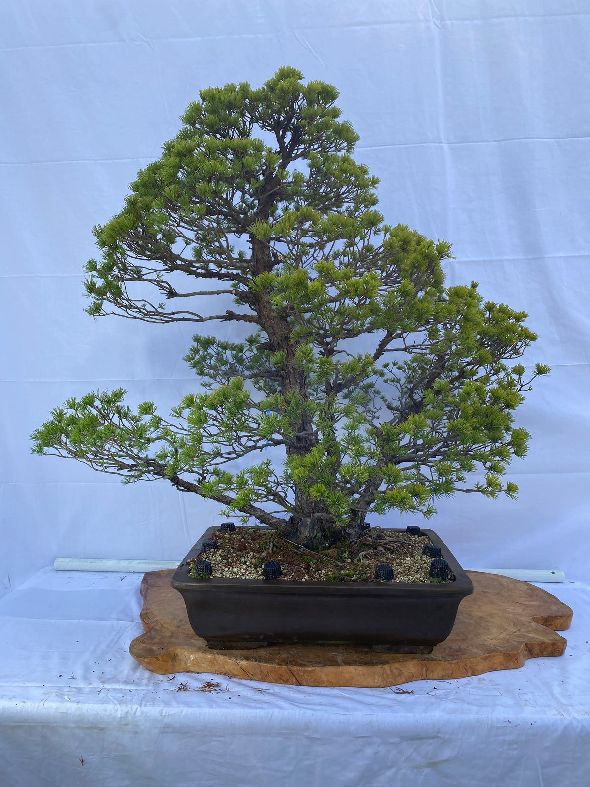 Akaishi Goyomatsu A029 *Domestic shipping only (Japan)