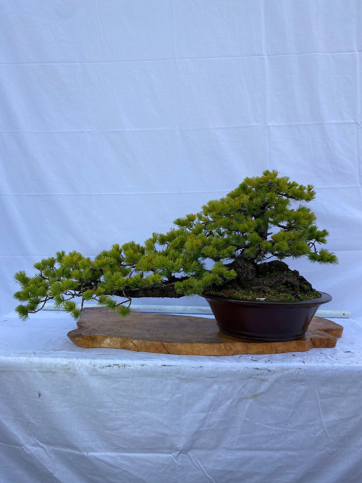 Akaishi Goyomatsu A031 *Domestic delivery only (Japan)