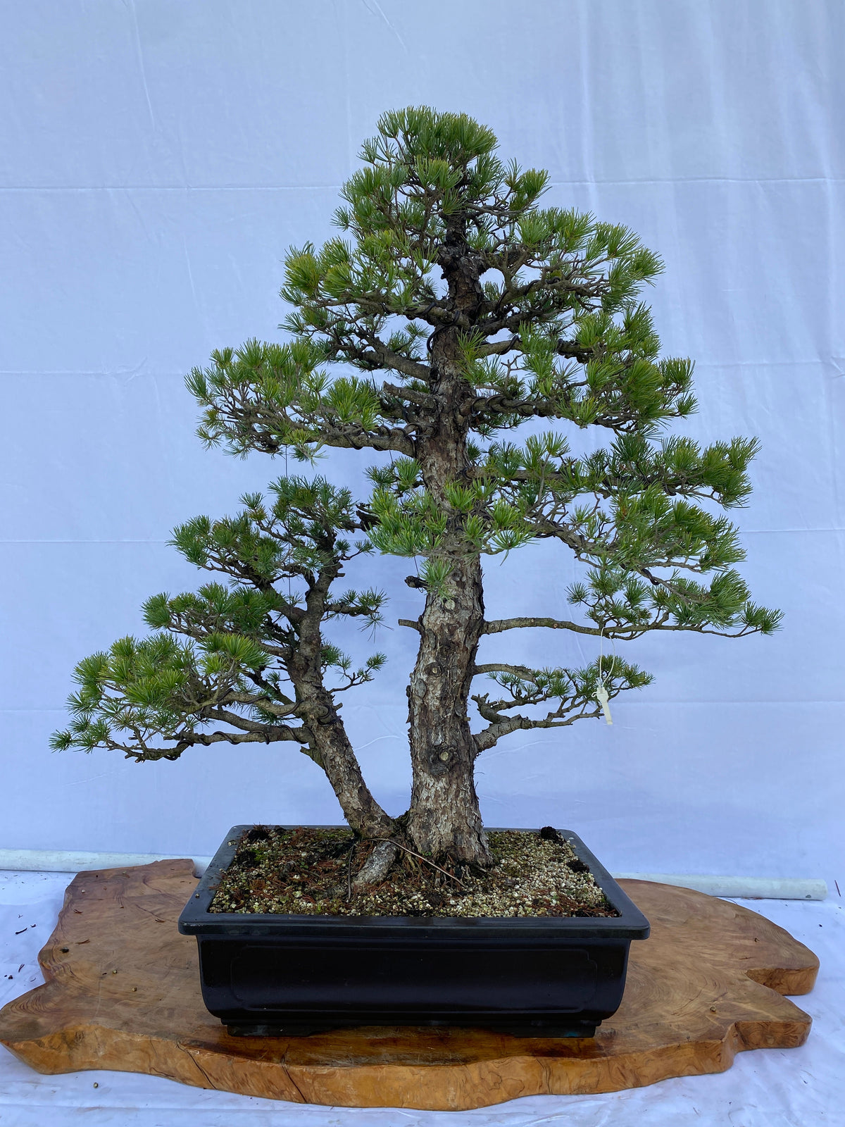 Akaishi Goyomatsu A033 *Domestic shipping only (Japan)