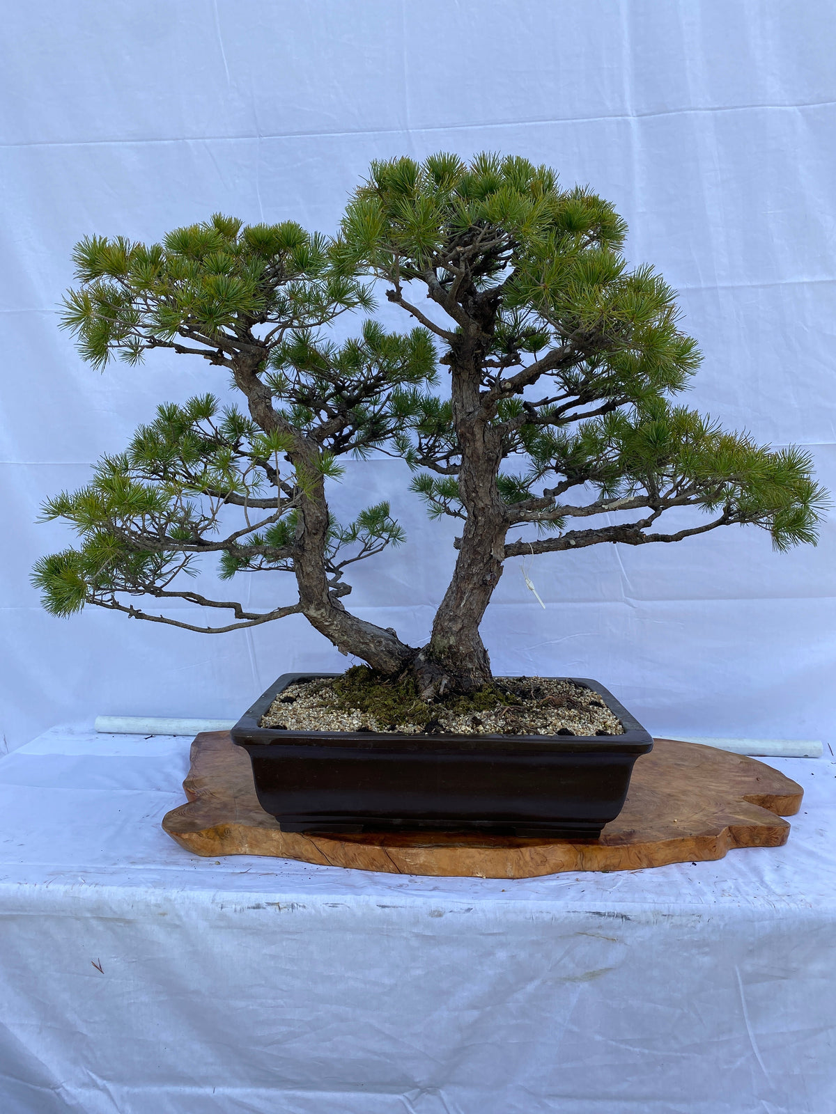 Akaishi Goyomatsu A035 *Domestic delivery only (Japan)