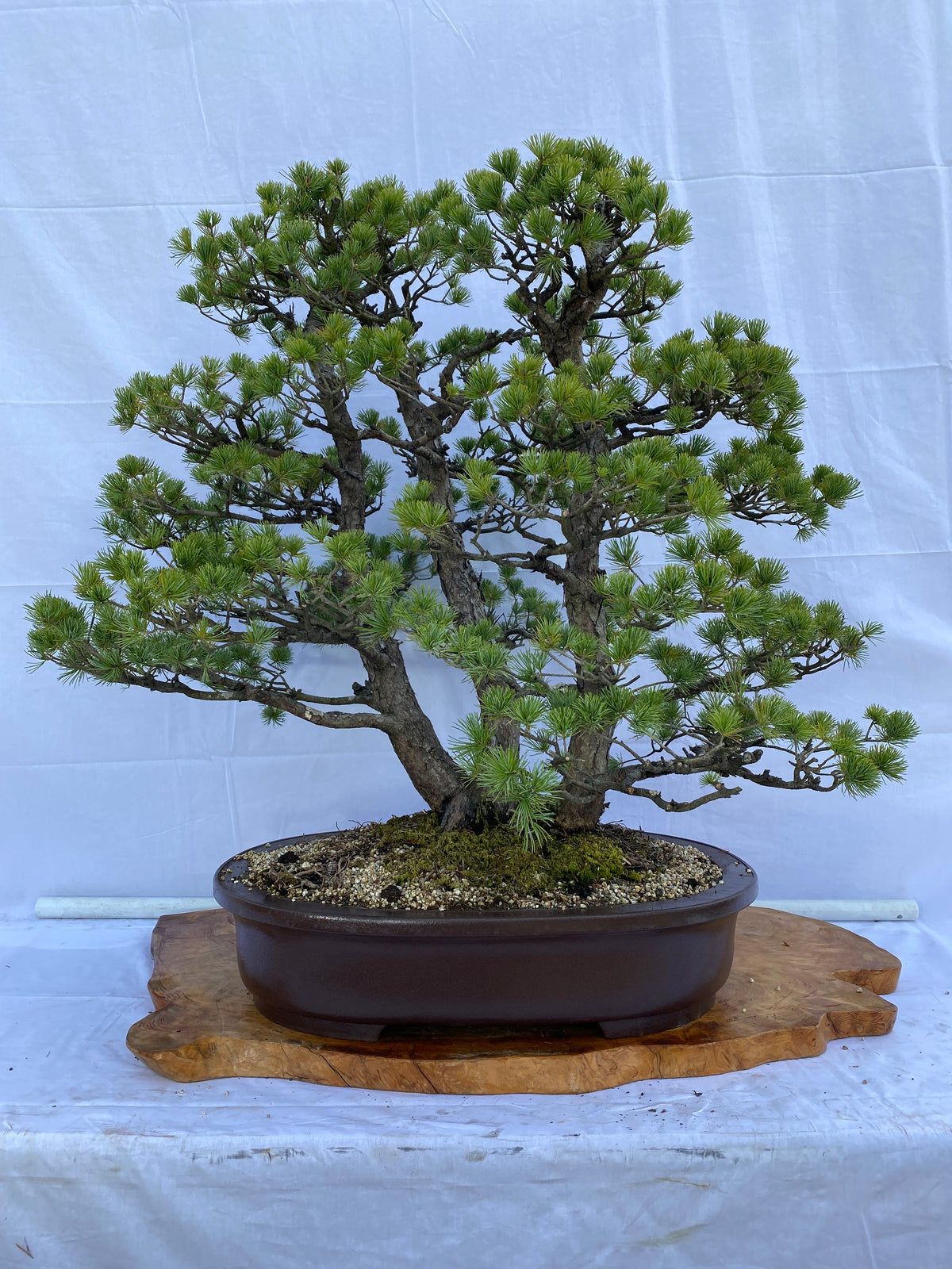 Akaishi Goyomatsu A036 *Domestic shipping only (Japan)