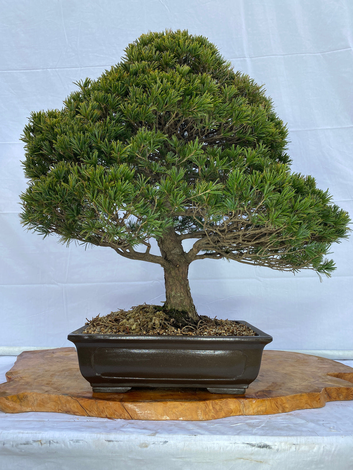 赤石五葉松A043 ※国内配送のみ(日本)