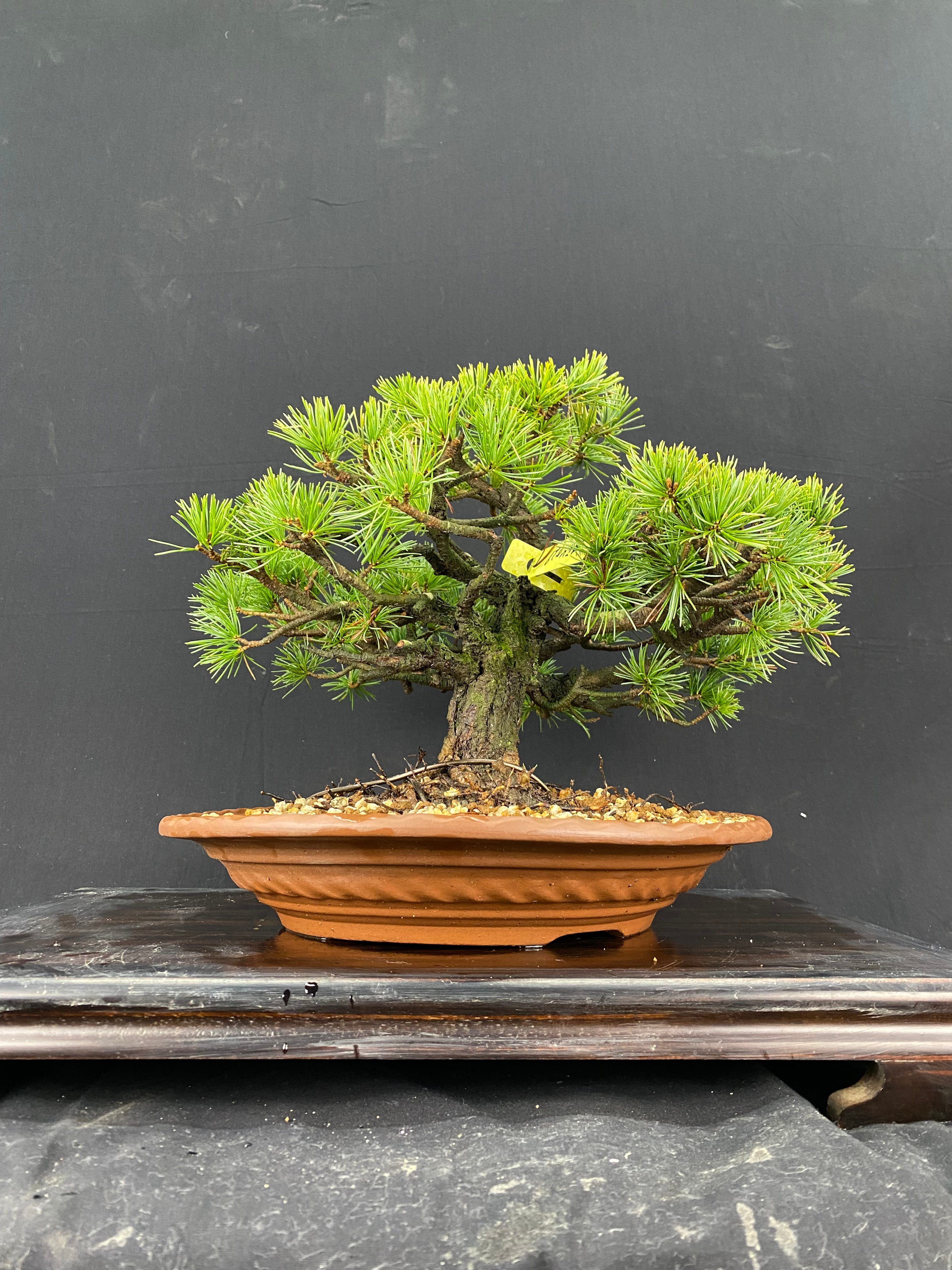 赤石五葉松FM029 ※説明欄を必ずお読みください