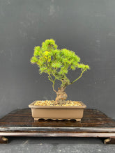 Akaishi Goyomatsu FM053 *Please read the description