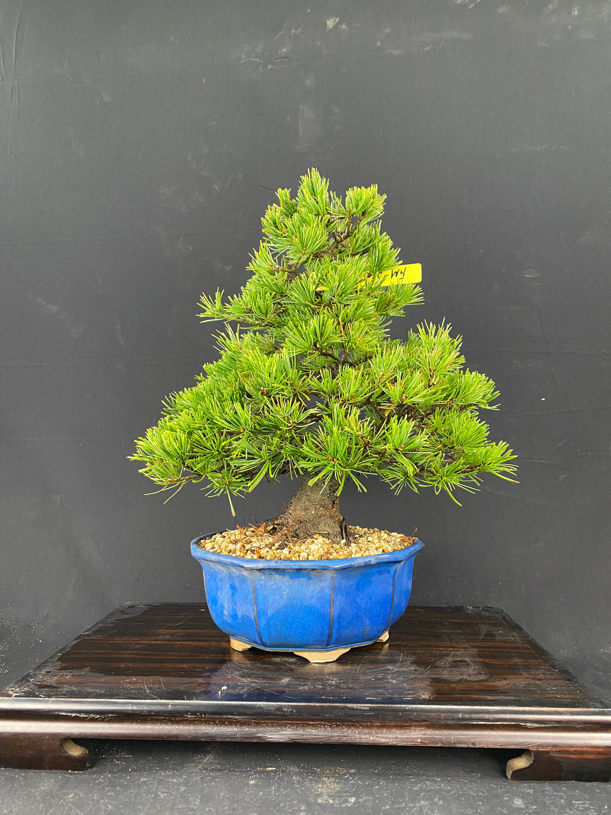 Akaishi Goyomatsu FM060 *Please read the description