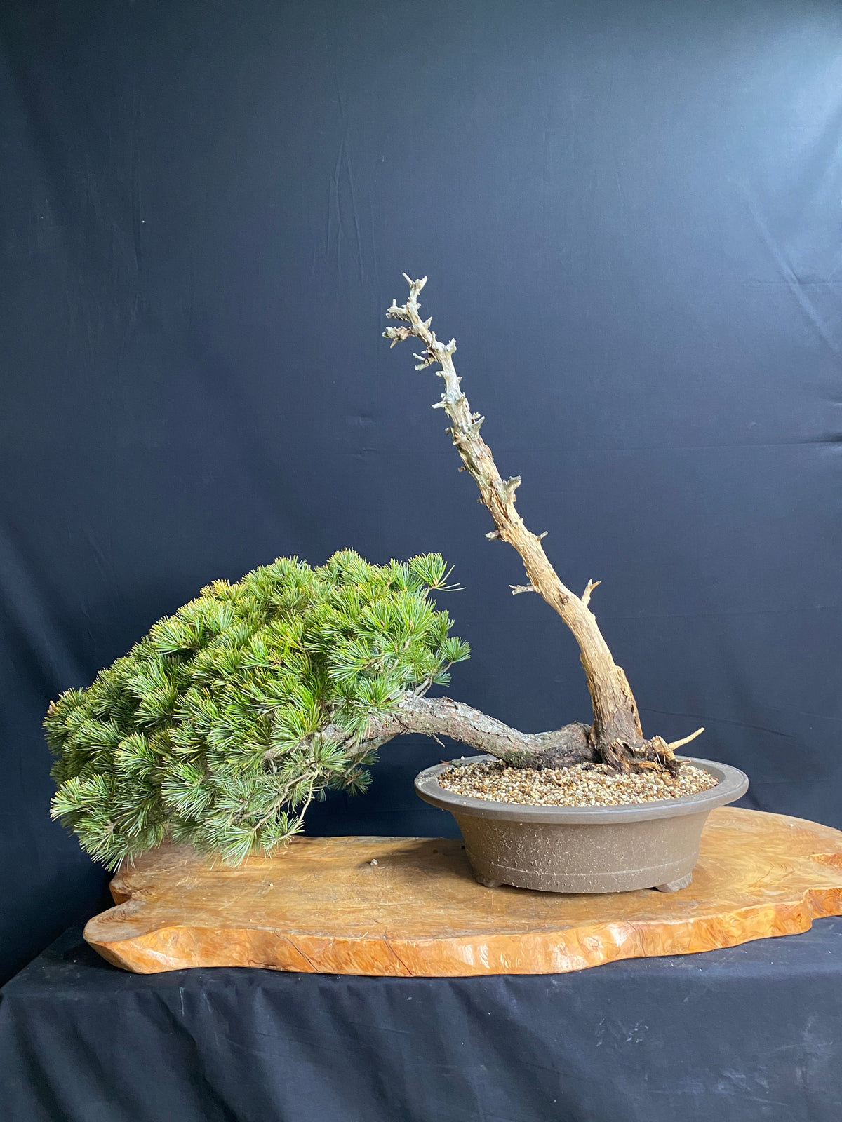 Akaishi Goyomatsu I023 *Domestic shipping only (Japan)