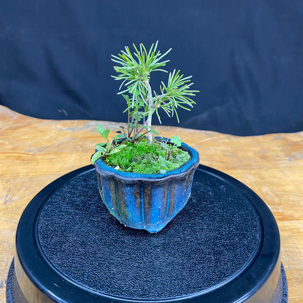 Akaishi Goyomatsu Bonsai 002 *Domestic delivery only (Japan)