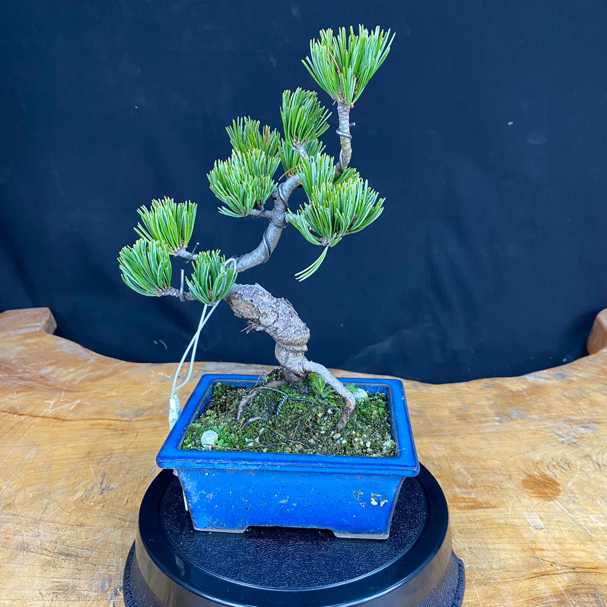 Akaishi Goyomatsu Bonsai 003 *Domestic delivery only (Japan)