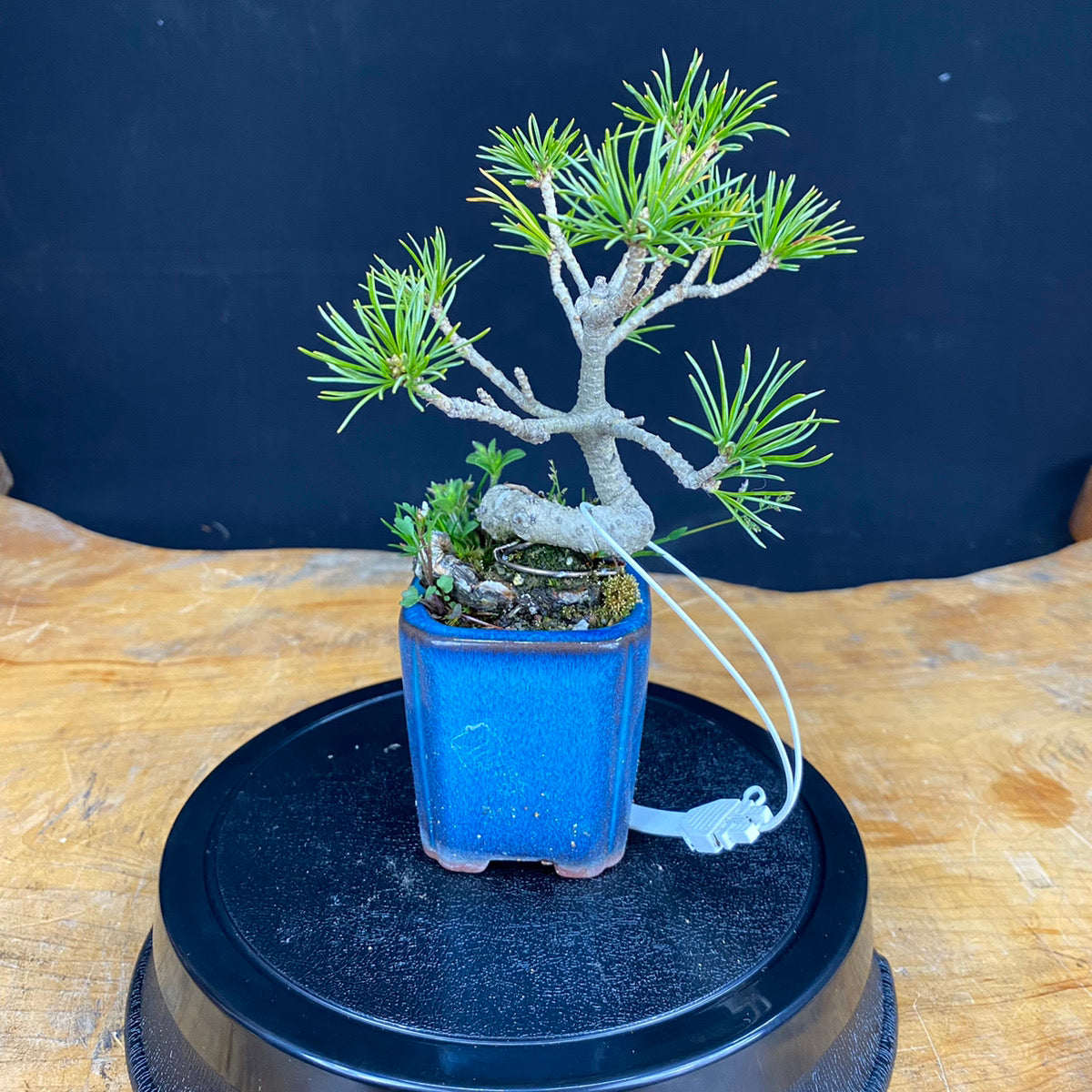 Akaishi Goyomatsu Bonsai 004 *Domestic delivery only (Japan)