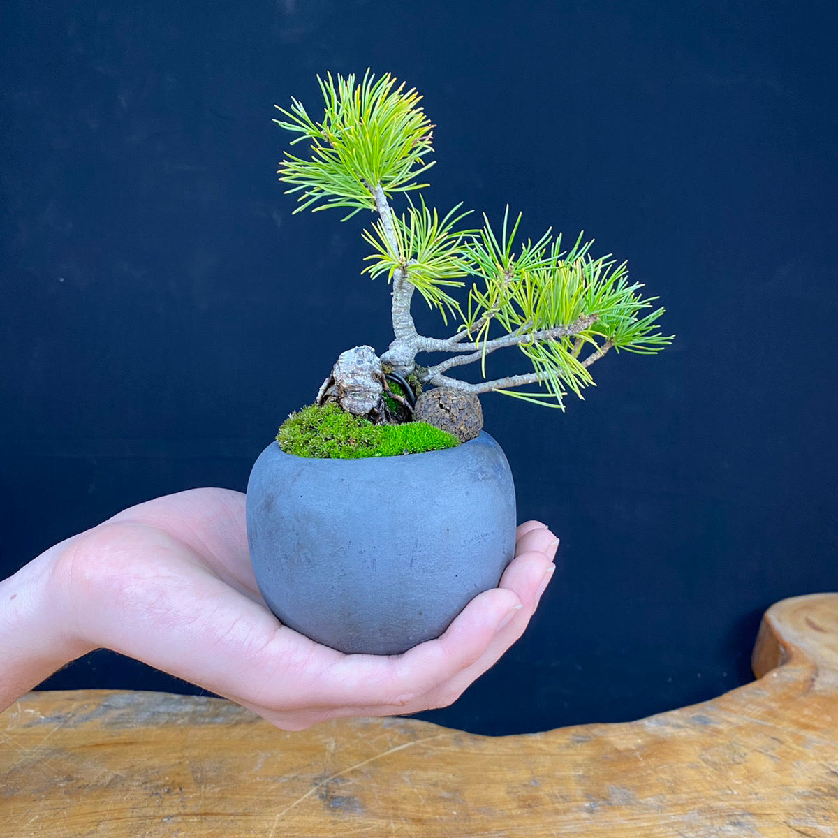 Akaishi Goyomatsu Bonsai 009 *Domestic shipping only (Japan)
