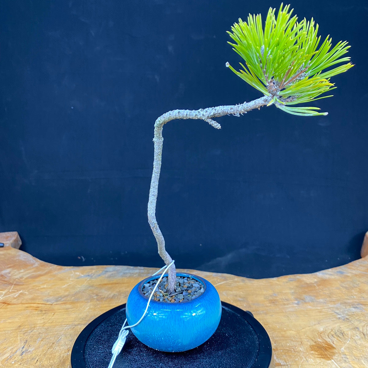 Akaishi Goyomatsu Bonsai 010 *Domestic delivery only (Japan)