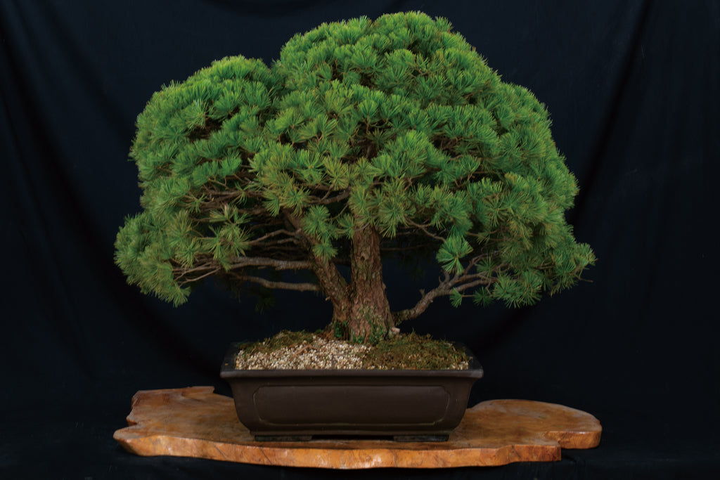 赤石五葉松】 レンタル盆栽 R-044