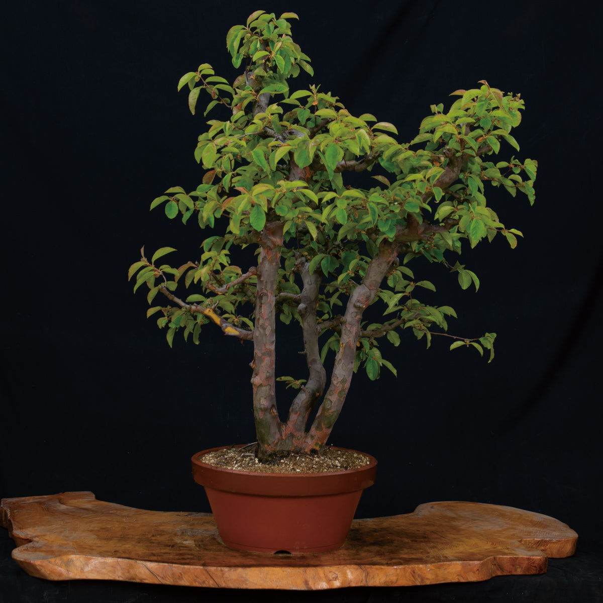 盆栽鉢　063 盆栽鉢 063 【公式通販】