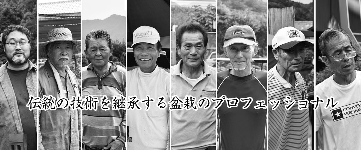 赤石五葉松 / 松盆栽の高級ブランド 愛媛から世界へ