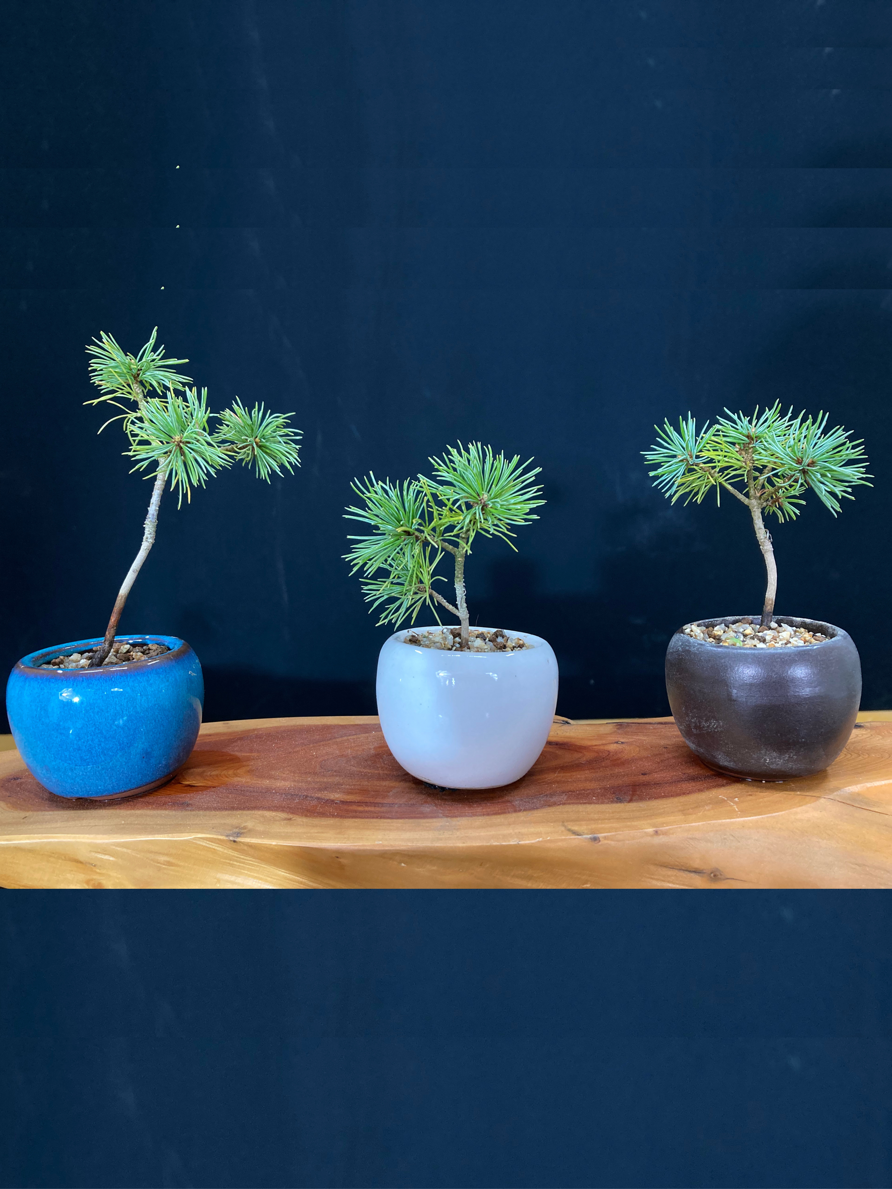 赤石五葉松 ミニ盆栽 赤石五葉松 ミニ盆栽