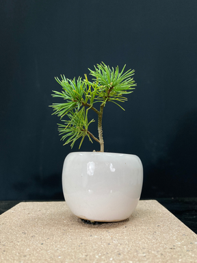 赤石五葉松 ミニ盆栽 赤石五葉松 ミニ盆栽