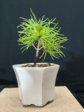 赤石五葉松 ミニ盆栽 赤石五葉松 ミニ盆栽