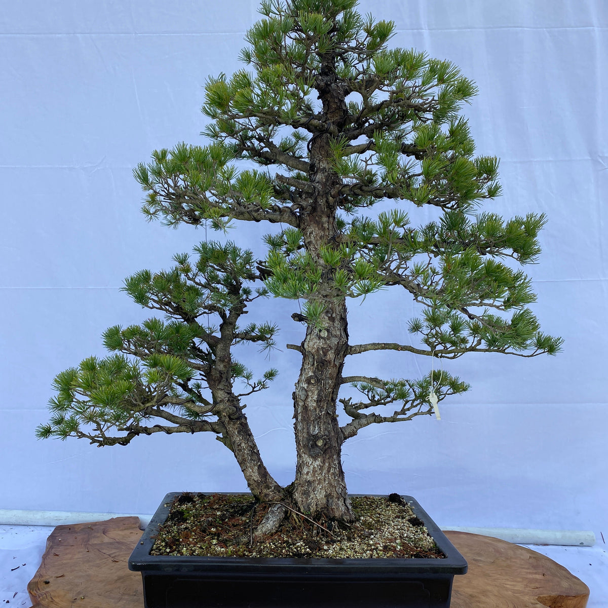 四国赤石五葉松 撮影日　　2023,10,15日 FM005.jpg?v=1650438597