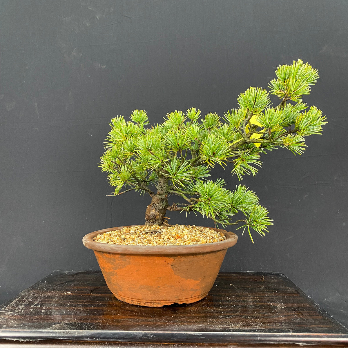 にしき松 ニシキマツ／にしきまつ／錦松 - 庭木図鑑 植木ペディア